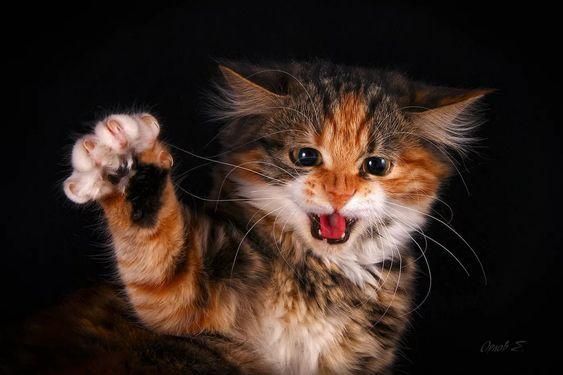 Агрессивный кот: какие причины и как изменить злой характер кошки